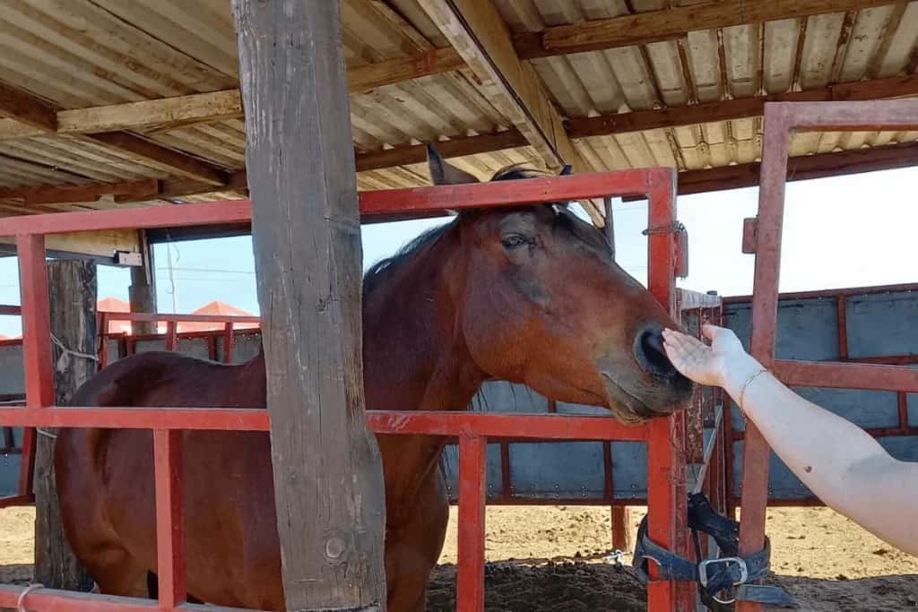 Equine Healing