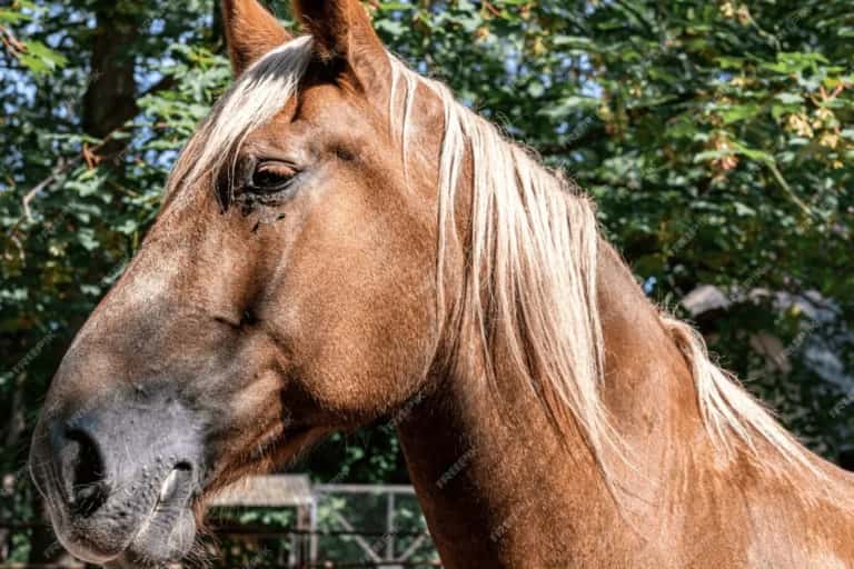 Equine Healing