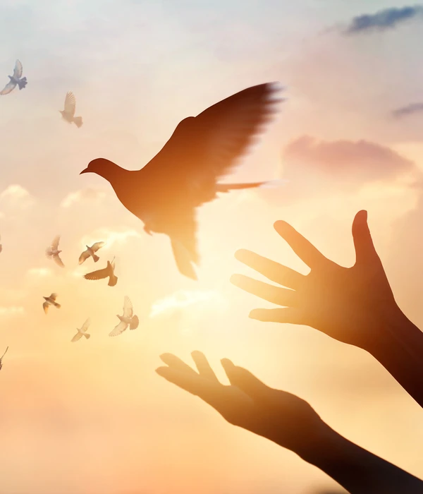 twilight environment person hands reaching bird enviroment